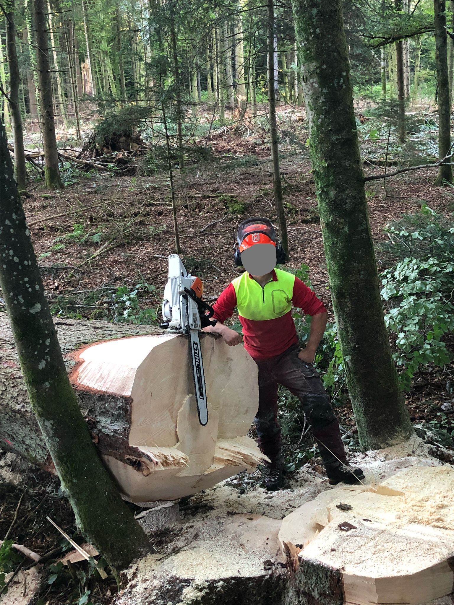 Abattage traditionnel de bûcheron grimpeur dans le Jura — SAS POLYVIER